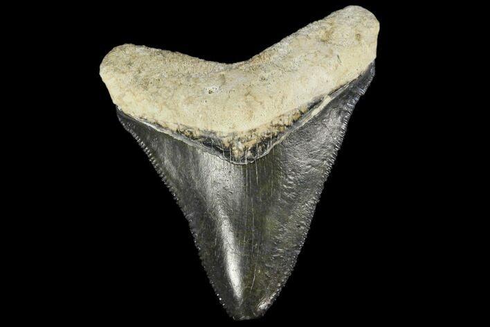 Serrated, Fossil Megalodon Tooth - Florida #114090